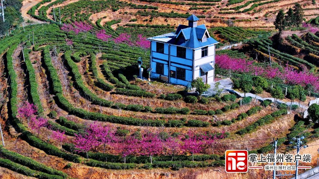 福州版“永福櫻花園”！錯峰盛開！