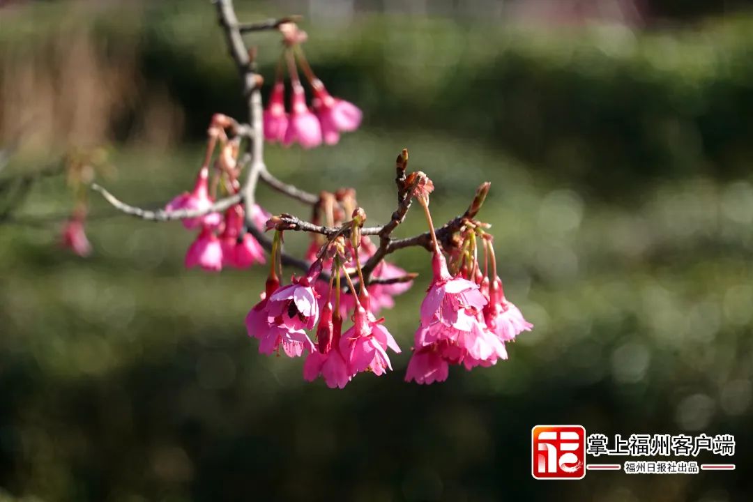 福州版“永福櫻花園”！錯峰盛開！
