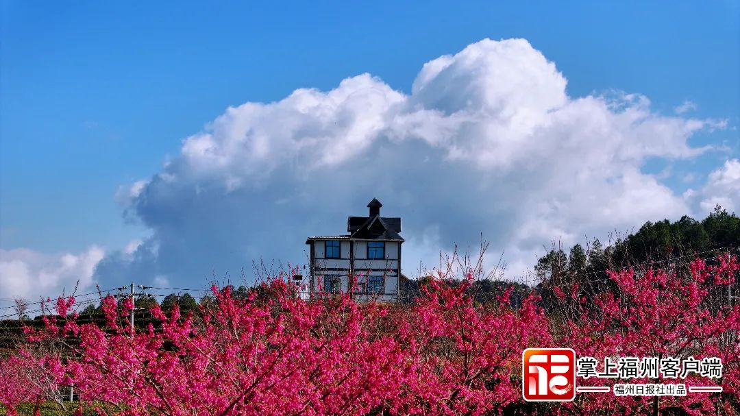 福州版“永福櫻花園”！錯峰盛開！