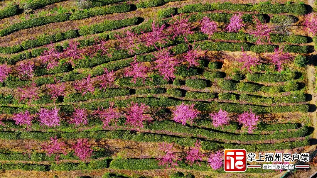 福州版“永福櫻花園”！錯峰盛開！