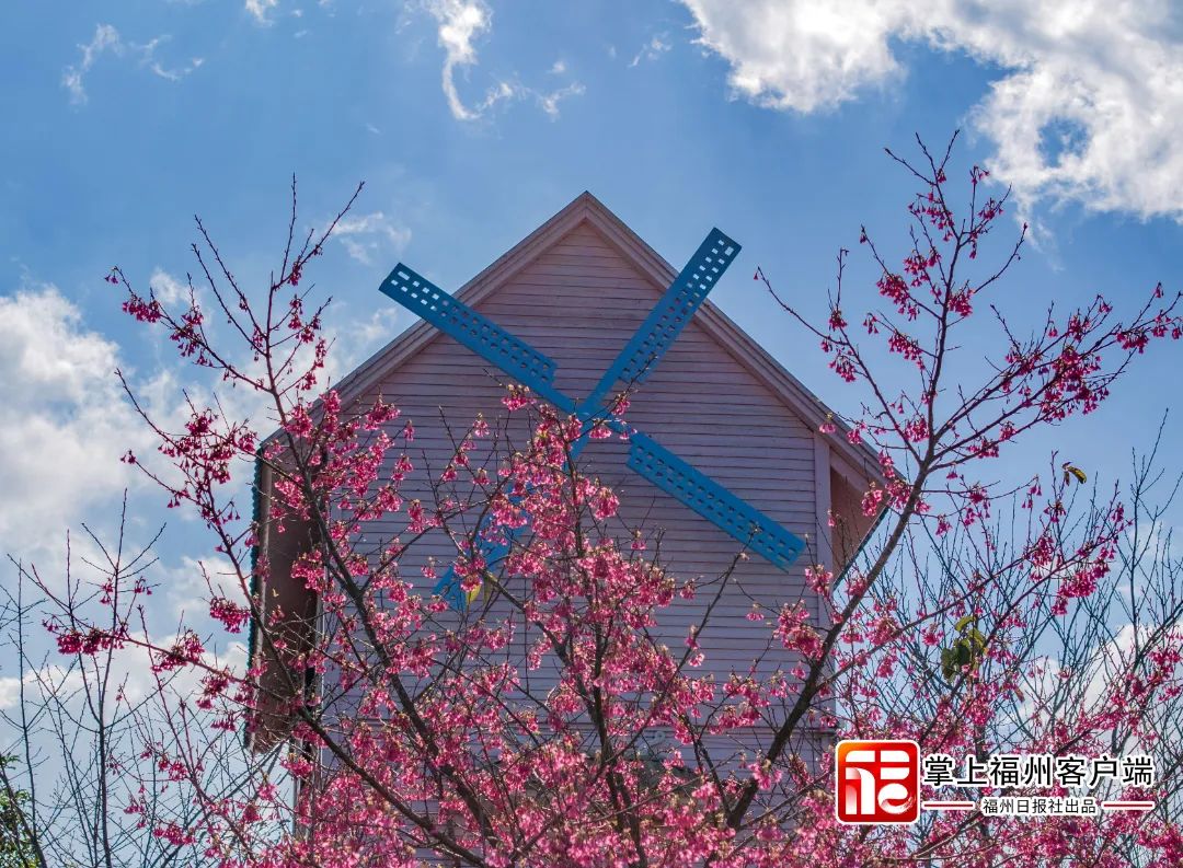 福州版“永福櫻花園”！錯峰盛開！