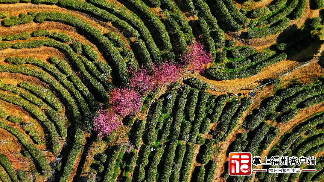福州版“永福櫻花園”！錯峰盛開！