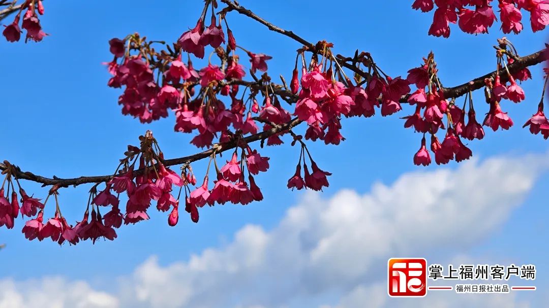 福州版“永福櫻花園”！錯峰盛開！