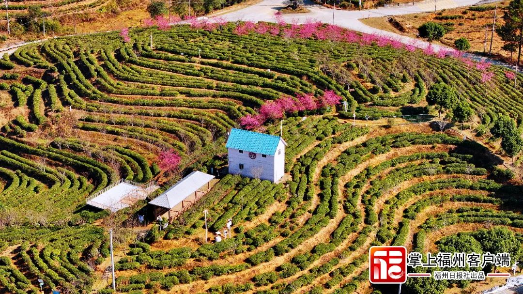 福州版“永福櫻花園”！錯峰盛開！