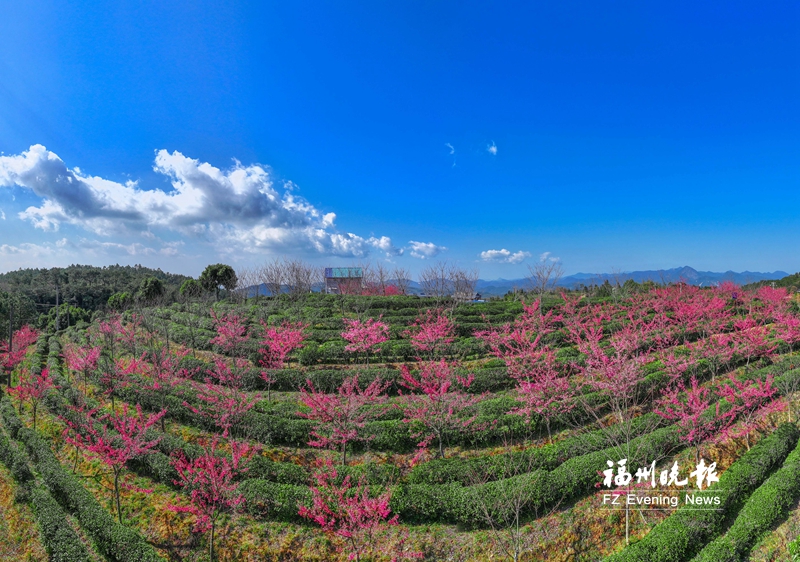 晉安:山櫻花浪漫 茶園好風光 晉安:山櫻花浪漫 茶園好風光
