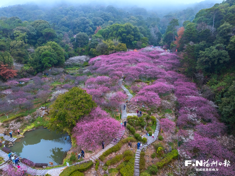 2024福州鼓山梅花文化節(jié)啟幕 2024福州鼓山梅花文化節(jié)啟幕