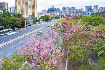 秋天啥顏色？“美人”“君子”告訴你  福州這些道路、公園風景如畫