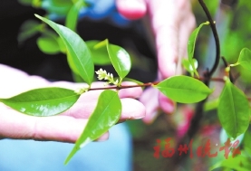 珍稀瀕危動植物，在福州“生活”得好不好？