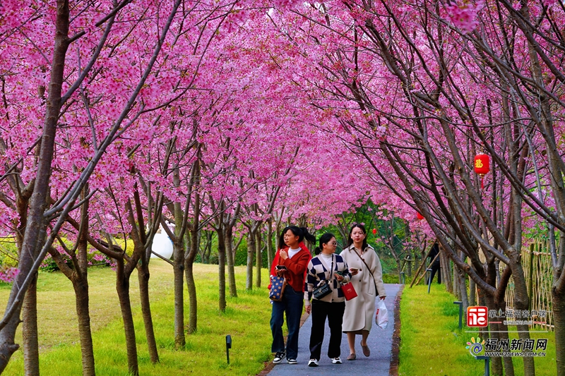 2024年全省春天賞櫻網(wǎng)紅打卡點(diǎn)名單出爐，福州五地入圍