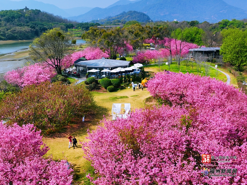 2024年全省春天賞櫻網(wǎng)紅打卡點(diǎn)名單出爐，福州五地入圍