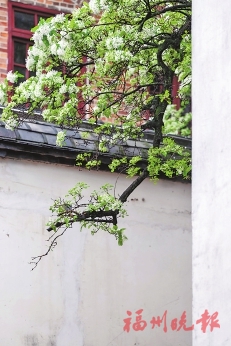 花開花落春有時 好一幅福州春光圖