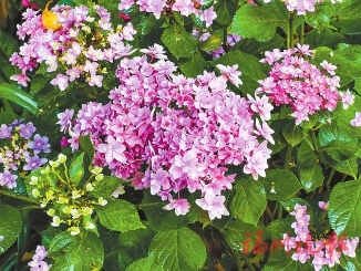 鼓嶺11萬株繡球花爭奇斗艷