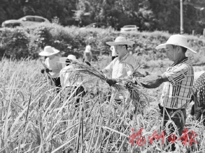 “三色”畫卷繪就振興路 晉安區委區直機關工委開展干部教育現場教學活動 “三色”畫卷繪就振興路 晉安區委區直機關工委開展干部教育現場教學活動