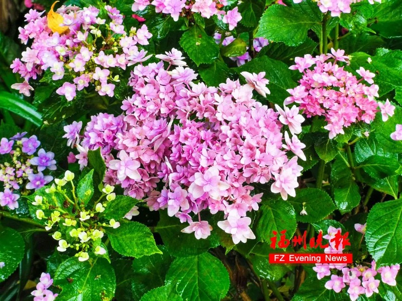 鼓嶺11萬株繡球花爭奇斗艷
