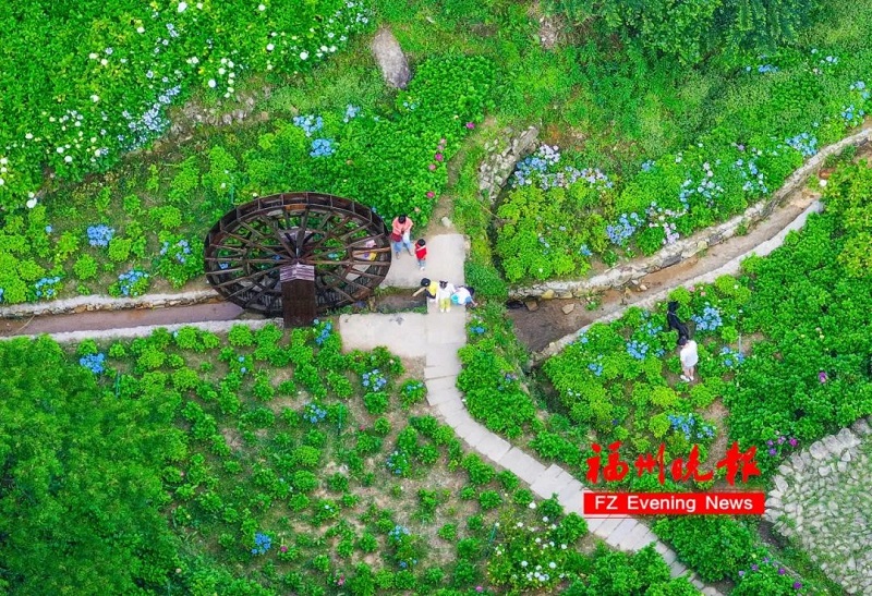 鼓嶺11萬株繡球花爭奇斗艷