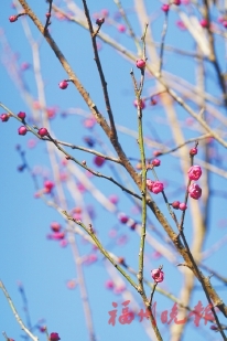 櫻花梅花吐花蕊　鼓嶺冬日別樣美