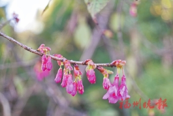 櫻花梅花吐花蕊　鼓嶺冬日別樣美