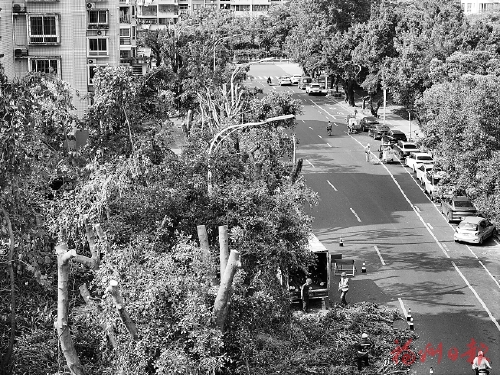 城區(qū)多條道路行道樹(shù)“理發(fā)”引發(fā)市民討論  三問(wèn)樹(shù)木修剪　為你釋疑解惑